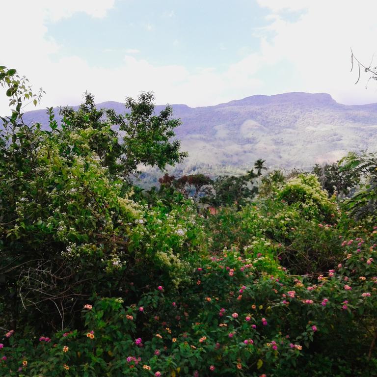 360 Rainforest 代尼耶耶 外观 照片