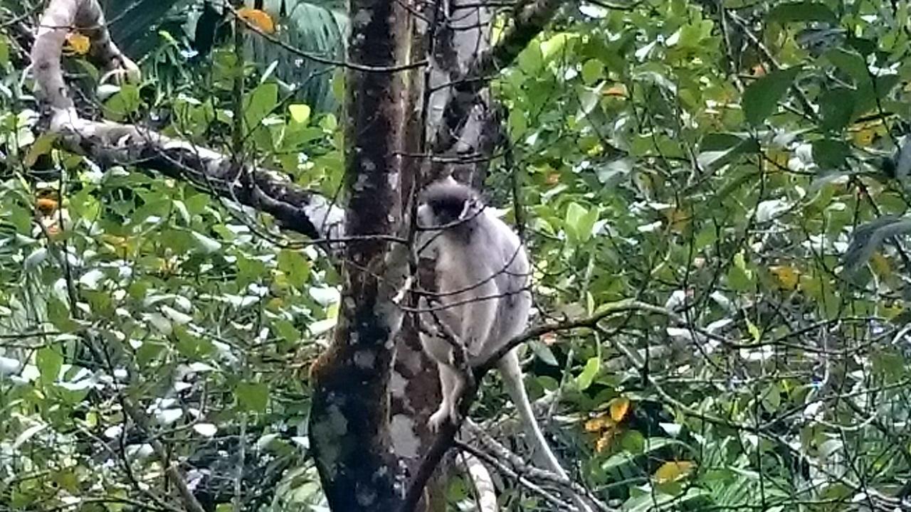360 Rainforest 代尼耶耶 外观 照片